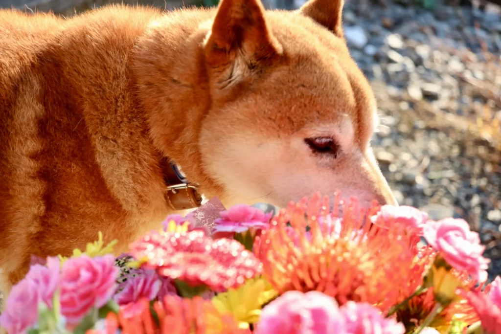 寺犬ナナが流した奇跡の涙