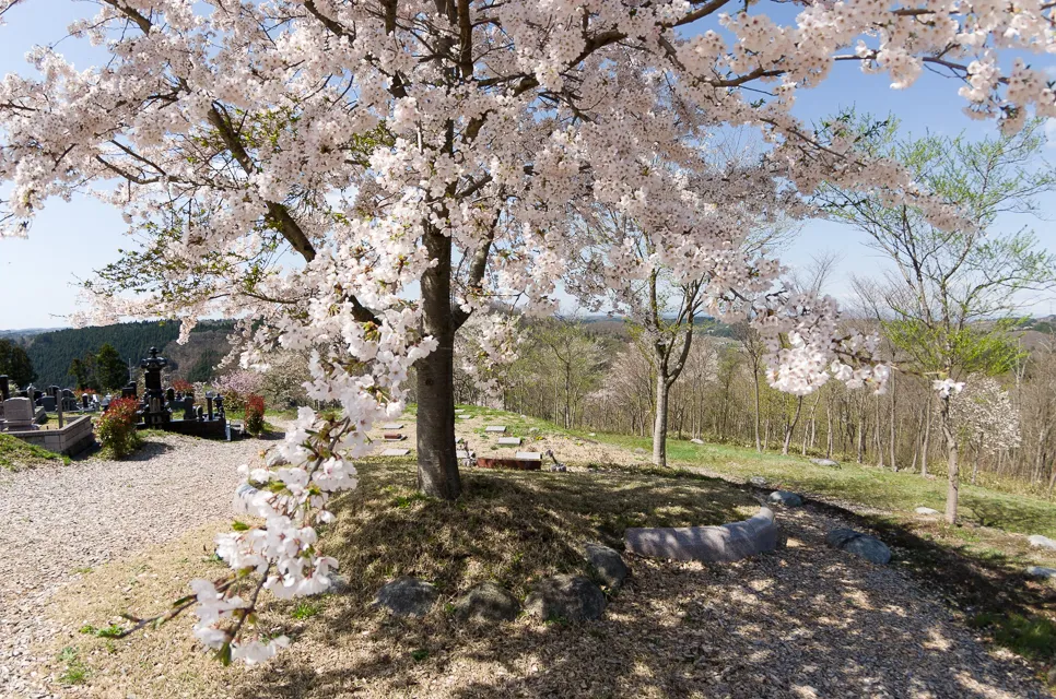 一関樹木葬サライの桜